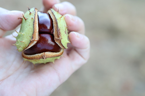 A chestnut with a burst rind lies in the palm of your hand.