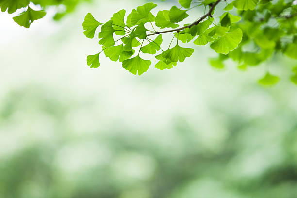 ginkgo blätter - ginkgobaum stock-fotos und bilder