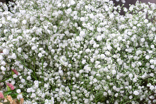Gypsophila - small white inflorescences