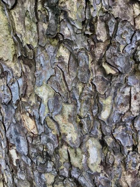 istock Abstract picture of tree bark 1700130432