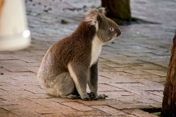 istock this is a side view of a koala sitting on bricks 1700134994