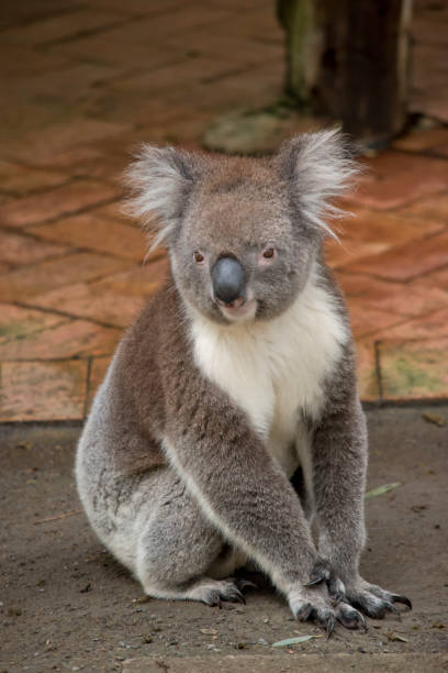 istock the koala is sitting on the ground 1700135023