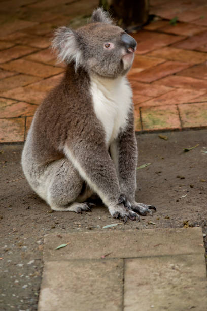 istock the koala is looking up at  a tree he is going to climb 1700136141