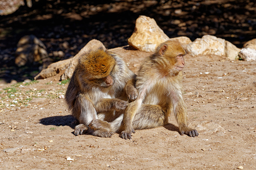 Two young Barbary macaques rid themselves of lice.