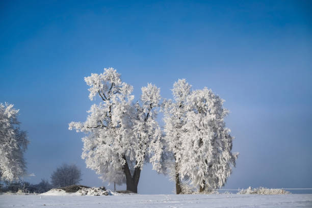 istock Winter scenery with tress covered in white frost 1700150106