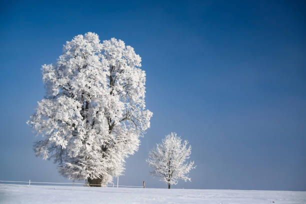 Winter Landscape: This enchanting scene captures the serene beauty of a winter wonderland. Trees, elegantly draped in a pristine white frost, stand as silent sentinels in the midst of the cold season. The delicate frost creates a glistening, almost magical aura, transforming the landscape into a captivating and tranquil sight. It's a reminder of the serene stillness that winter bestows upon the natural world, where even the trees seem to be wrapped in a sparkling, icy embrace.