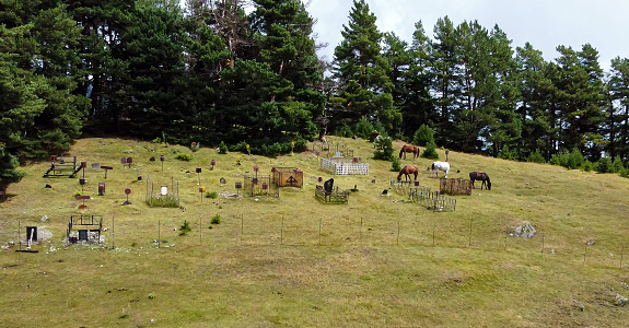 White and brown horses grazing in a meadow near a small mountain cemetery in front of pine trees. High quality photo