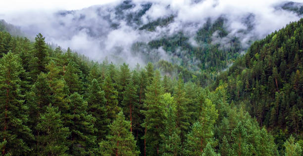 istock Beautiful aerial flight through evergreen forest in Caucasian mountains 1700153541
