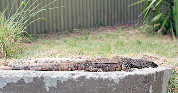 The lace monitor or tree goanna is a member of the monitor lizard family native to eastern Australia. A large lizard,