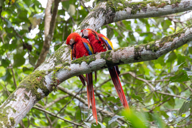 istock Scarlet macaw, Ara macao, Quepos Costa Rica. 1700154130
