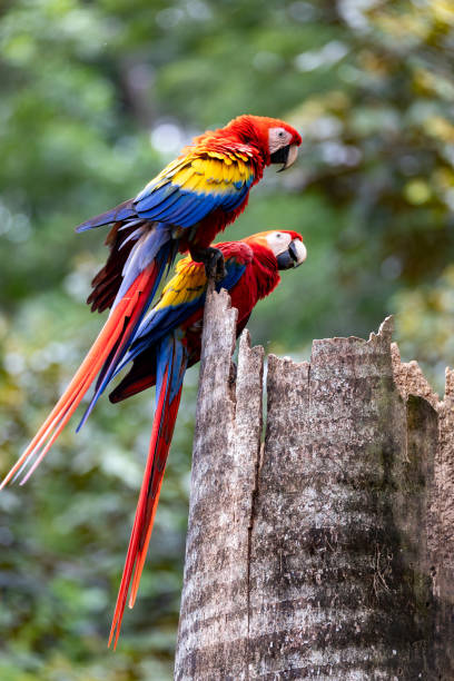 istock Scarlet macaw, Ara macao, Quepos Costa Rica. 1700154131