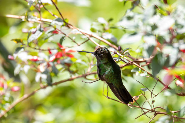istock violet-headed hummingbird (Klais guimeti), San Gerardo de Dota, Costa Rica. 1700154149