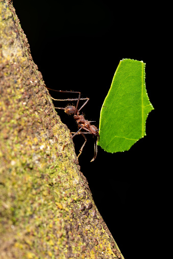 Leafcutter ant (Atta cephalotes) on branch, carrying green leaf. It cuts leaves and grows mushrooms in an anthill on them. La Fortuna Alajuela - Arenal, Costa Rica wildlife .
