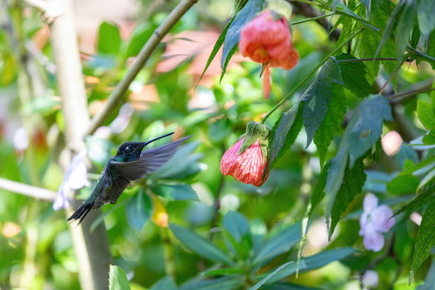 istock violet-headed hummingbird (Klais guimeti), San Gerardo de Dota, Costa Rica. 1700154155
