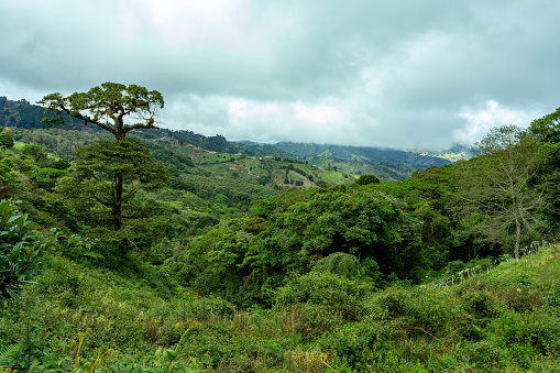 Jungle landscape. Rain forest in Tapanti national park, traditional misty cloudy weather. Green natural background. Costa Rica wilderness