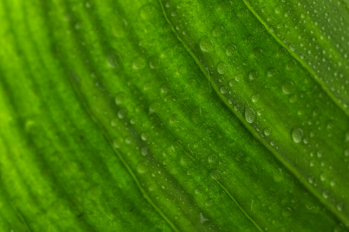 Beautiful large drop morning dew in nature,Drops of clean transparent water on leaves.