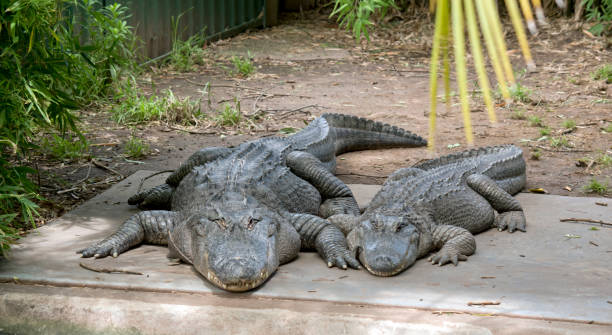 the two alligators are resting in the sun - crocodile alligator australia animal teeth imagens e fotografias de stock