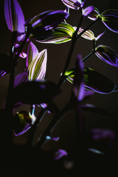 istock View of Fantasy Venice plant under sunlight. 1700159284