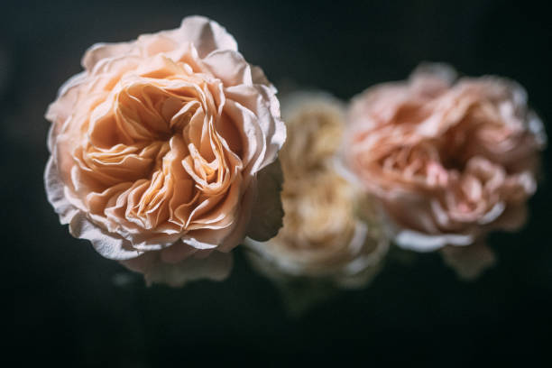 istock Close-up view of three Peony flowers. 1700159823