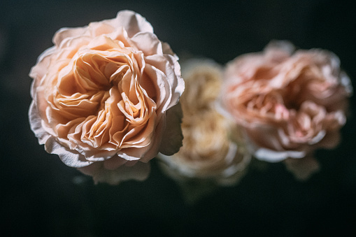 Close-up view of three Peony flowers. Copy space. Focus on foreground. Romance.