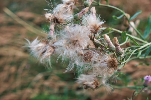 istock Down of field thistle in the meadow. Close-up 1700160895
