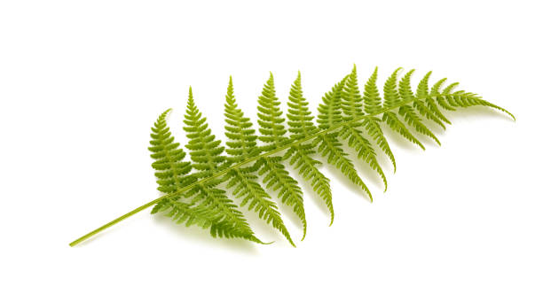 istock Fresh fern plant 1700164884