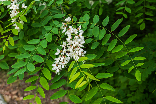 White flowers and leaves of Robinia pseudoacacia, also called false acacia or black locust, deciduous tree in pea family Fabaceae.