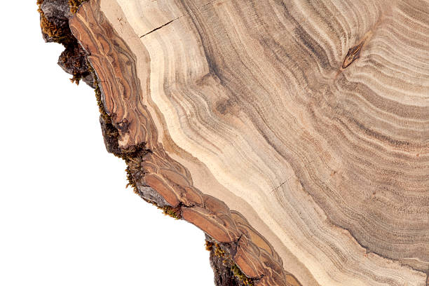 sezione trasversale di legno - walnut tree foto e immagini stock