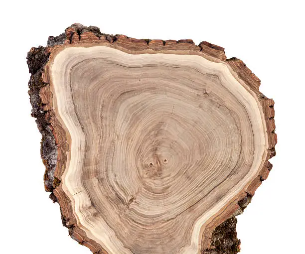 Photo of Close-up of cross section of a wood log with annual rings