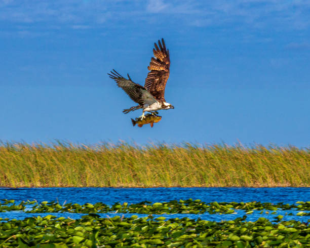 istock A fishing Osprey catching a Largemouth Bass 1700183486