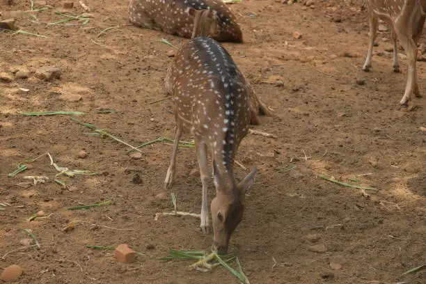 Photo of Chital or cheetal deer clustered together in a zoo