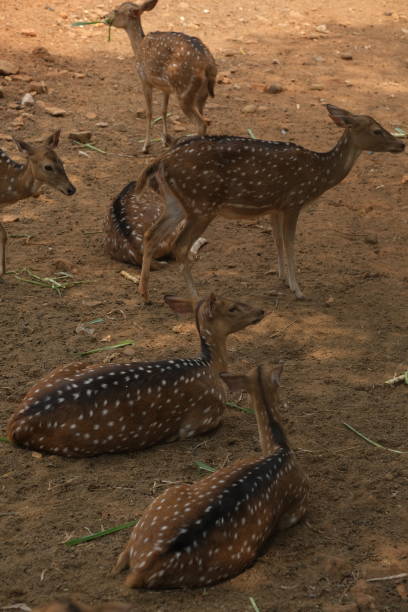 istock Chital or cheetal deer clustered together in a zoo 1700183494