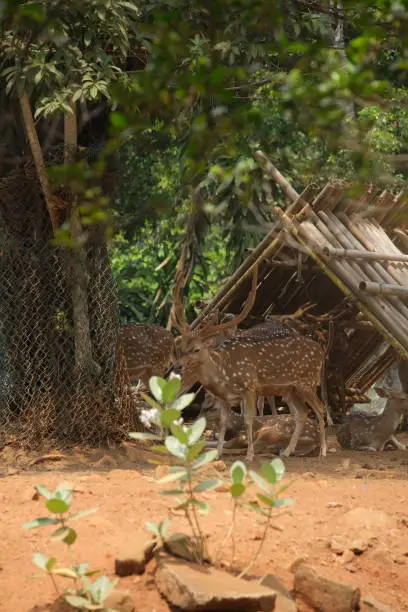 Photo of Chital or cheetal deer clustered together in a zoo