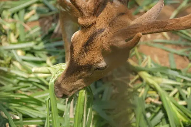 Photo of Chital or cheetal deer clustered together in a zoo