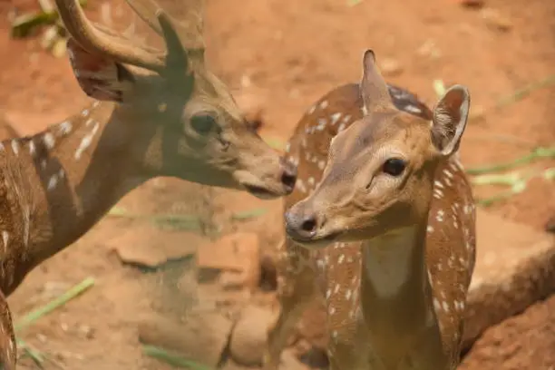 Photo of Chital or cheetal deer clustered together in a zoo