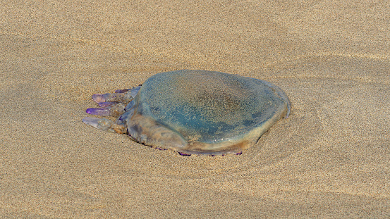 North Sea coastline. Netherlands. On the sandy beach of the North Sea, a dead jellyfish of impressive size.