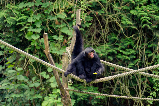 istock The red-faced spider monkey is holding some kind of fruit in his hand. 1700189942