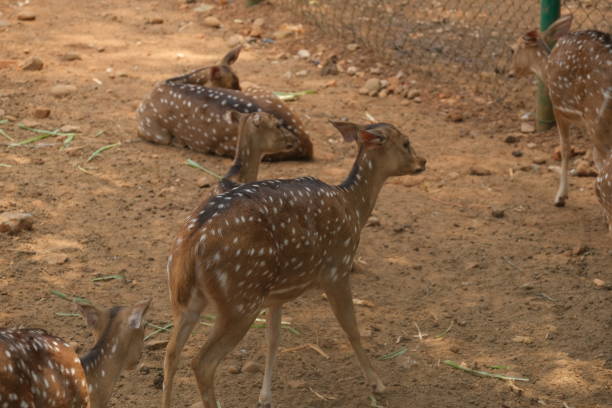 istock Chital or cheetal deer clustered together in a zoo 1700190490
