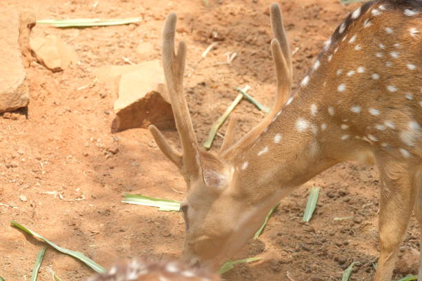 Chital or cheetal deer clustered together in a zoo
