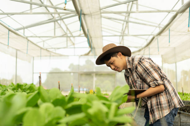 istock Asian smart farmer holding clipboard while checking vegetable in the organic farm. Agricultural entrepreneur who started a vegan farming business. 1700192762