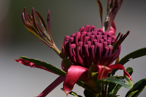 Red Waratah Australian native flower