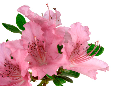 Azaleas flowers with leaves, Pink flowers isolated on white background with clipping path