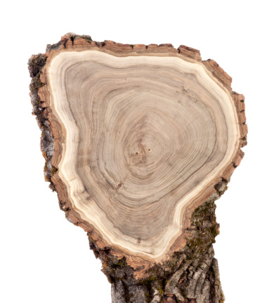 Cross section of walnut tree trunk isolated on white.