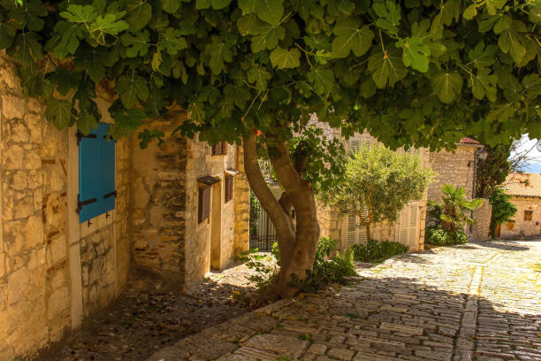 istock Shady House in Rovinj, Croatia 1700209216