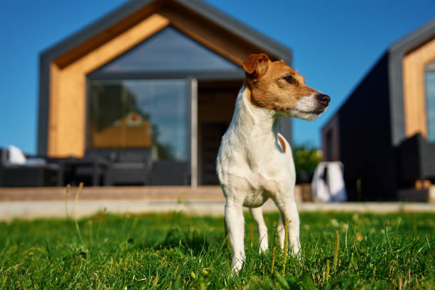 istock Cute dog on lawn before suburban house 1700215808
