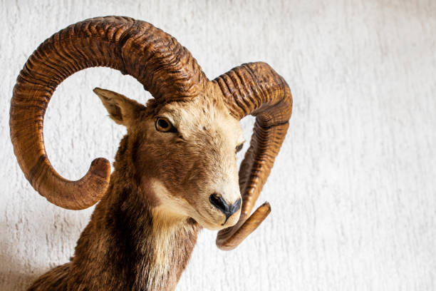 ram head with curled horns on a light background, stuffed
