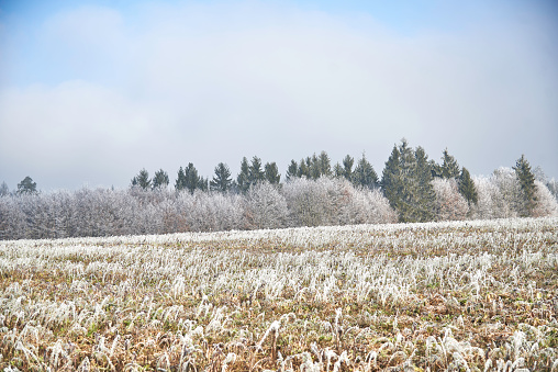 Field and hilly landscape in hoarfrost and fog