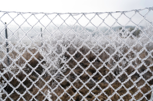 Ice crystals on a chain link fence