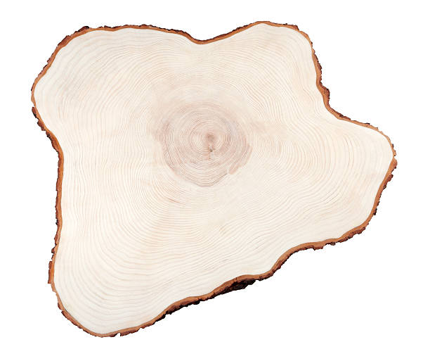 istock Cros section of wood 170022564