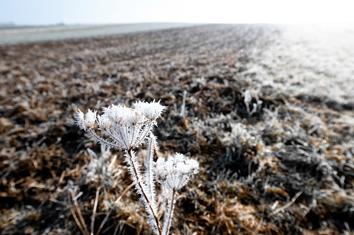 Plants covered in ice crystals in a field